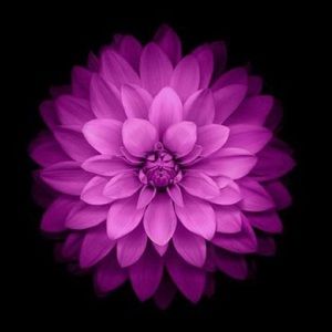 Meet your Posher, Shawna